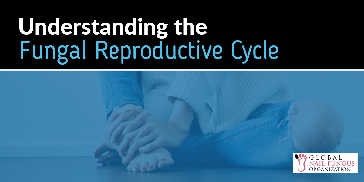 understanding-the-fungal-reproductive-cycle